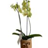 Orquidea Phalaenopsis - Imagen 2
