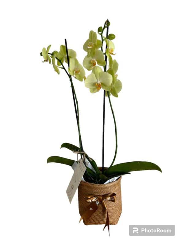Orquidea Phalaenopsis - Imagen 2