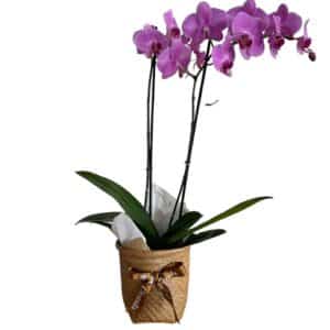 Orquidea Phalaenopsis