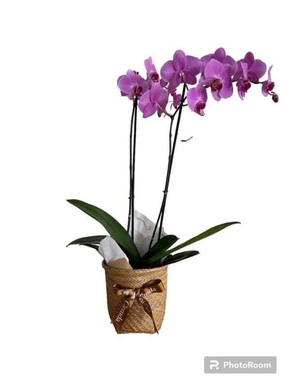 Orquidea Phalaenopsis