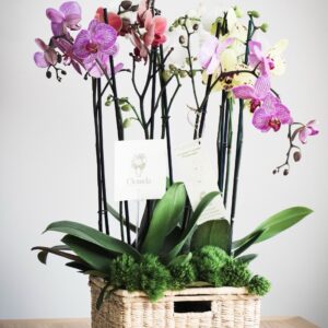 Canasta De Orquídeas Phalaenopsis