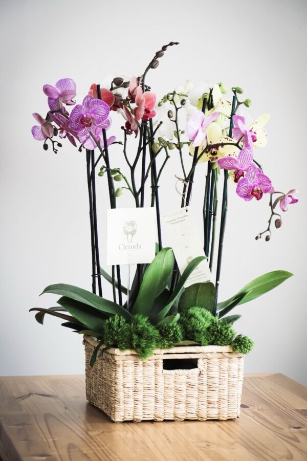Canasta De Orquídeas Phalaenopsis